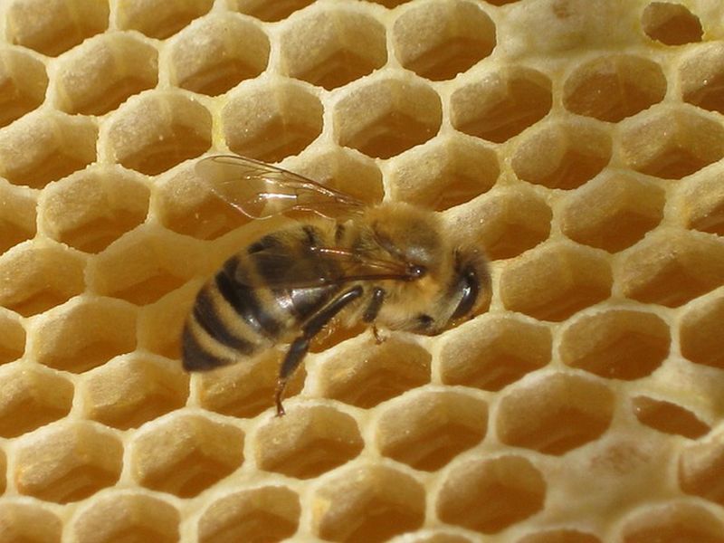 čebelji vosek
